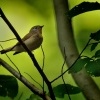 Lejsek maly - Ficedula parva - Red-breasted Flycatcher 4375